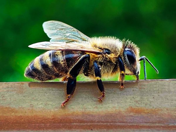 Une Abeille