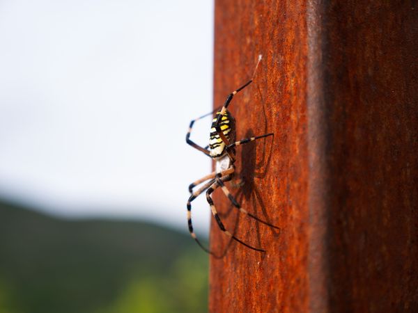 Photo rapprochée d'une araignée exotique