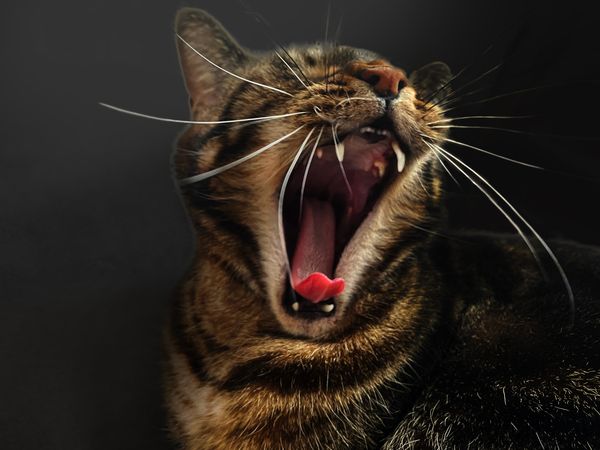 Chat ouvrant grand la bouche