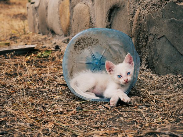 Un chat errant trouvant refuge dans un dechet plastique