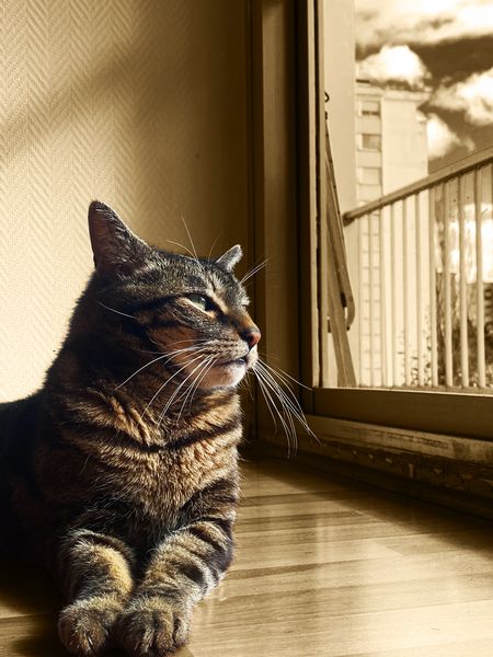 Un chat couché regardant par la fenêtre