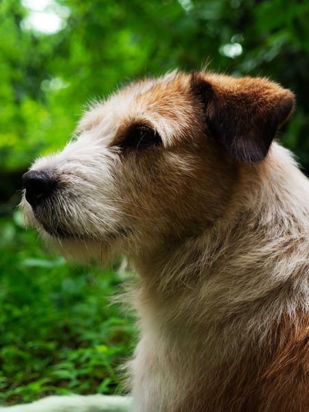 Portrait d'un chien errant