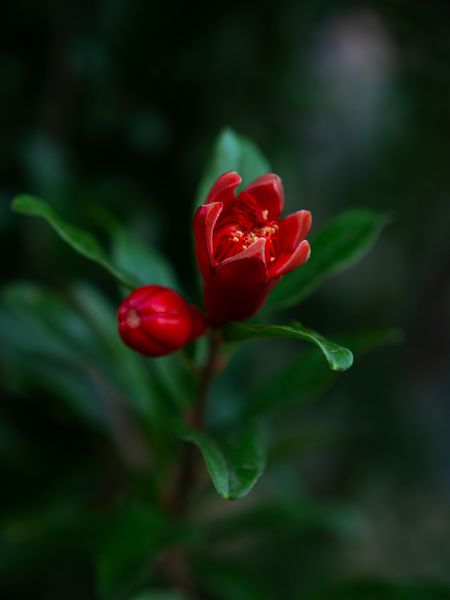 Une fleur rouge