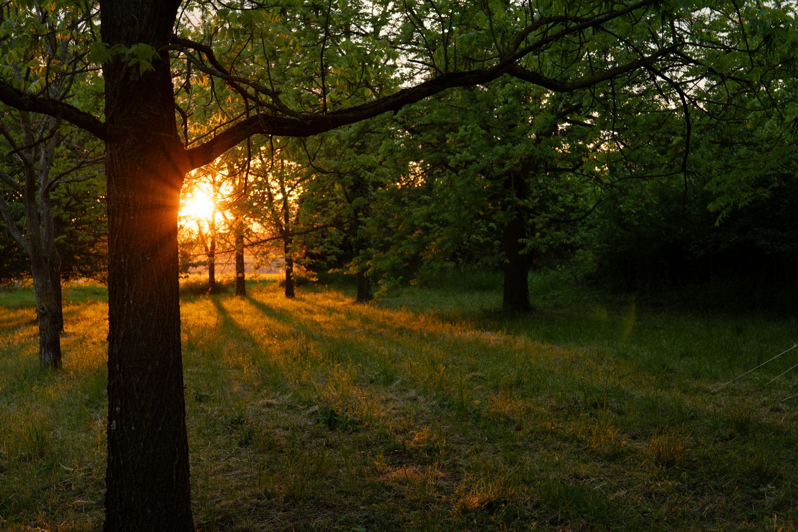Photos nature